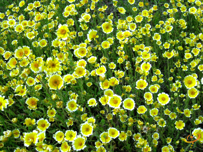 Wildflower mix from SeedsNow featuring diverse wildflowers and beneficial insect garden seeds in a natural outdoor setting.