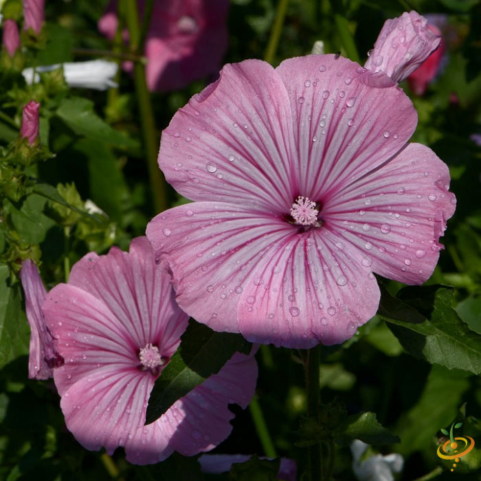 Wildflower Mix seed packet featuring colorful annual wildflowers like tree mallow for garden planting and floral decoration.