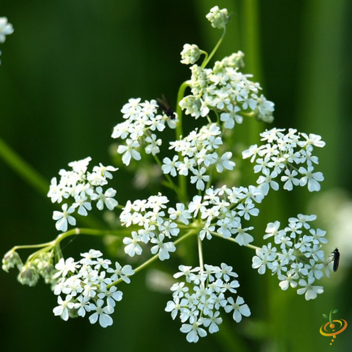 Wildflowers California native scatter garden seed mix with white yarrow flowers and green foliage, by SeedsNow.