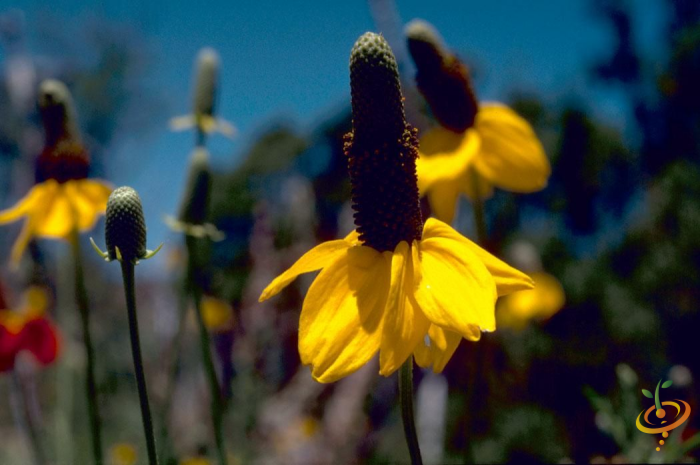 Wildflower Mix featuring yellow prairie coneflowers from SeedsNow's exotic mountain scatter garden seed collection.