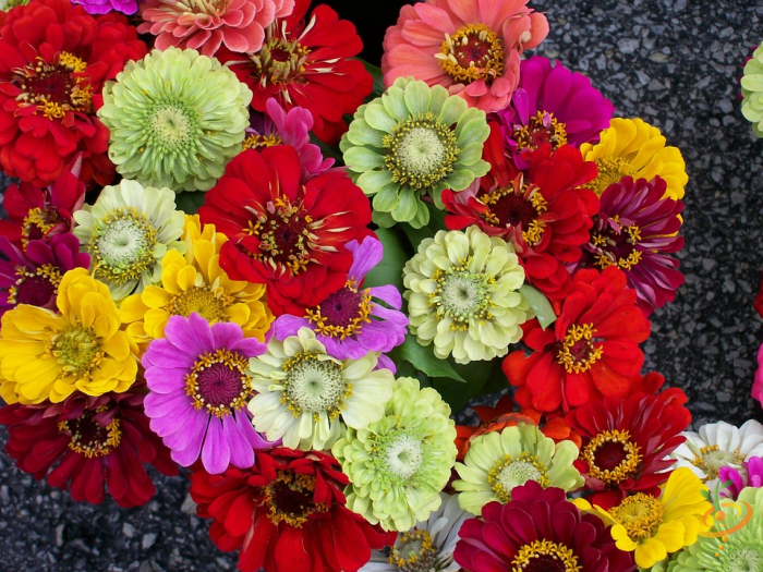 Wildflower Mix seed packet featuring vibrant annual Zinnia flowers for garden planting from SeedsNow.
