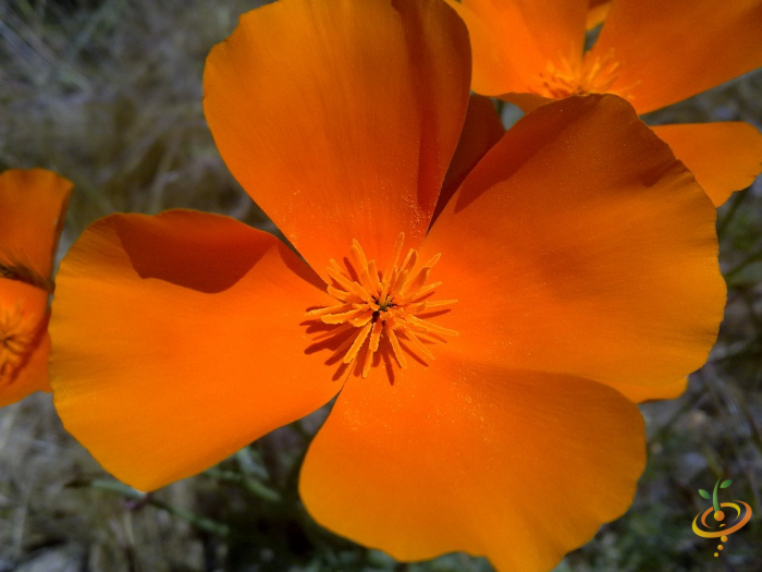 California poppies from SeedsNow Wildflower Mix scattered in a garden bed with vibrant orange blooms and green foliage.