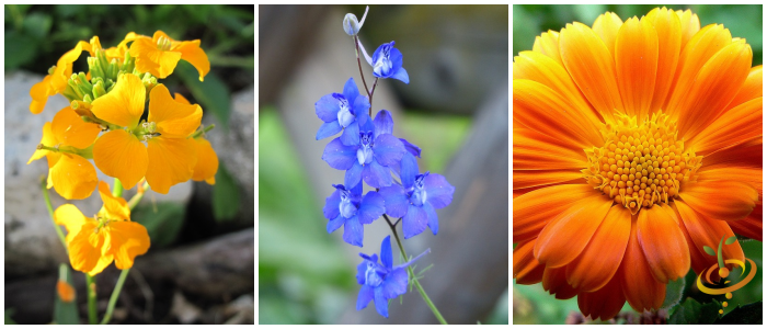 Collage of wildflowers from SeedsNow All Annual Scatter Garden Seed Mix, showcasing colorful wildflower blooms and seed packaging.