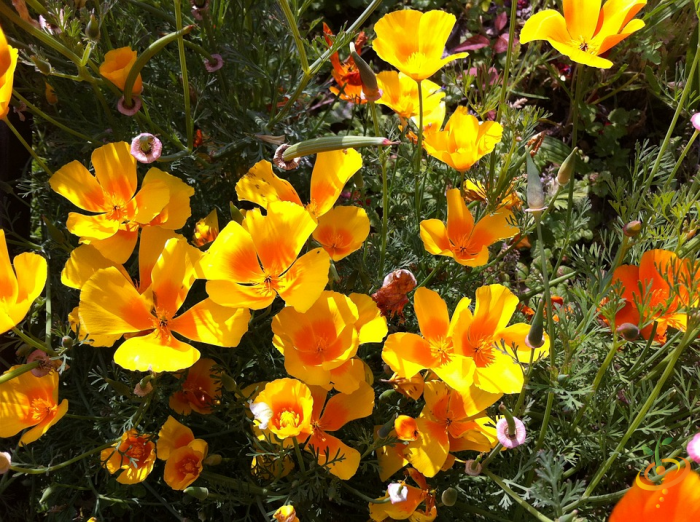 Wildflower mix featuring bright orange poppies and California poppies from SeedsNow, ideal for garden planting.