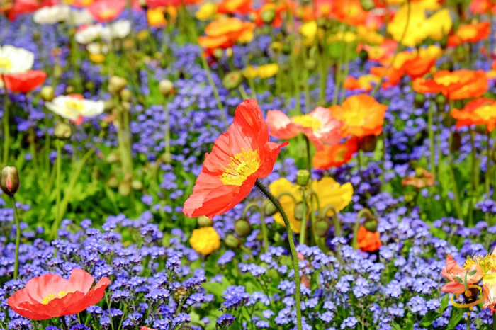 Wildflower mix showing vibrant poppy flowers and greenery in a garden scene from SeedsNow Wildflowers - Poppy Scatter Garden Seed Mix