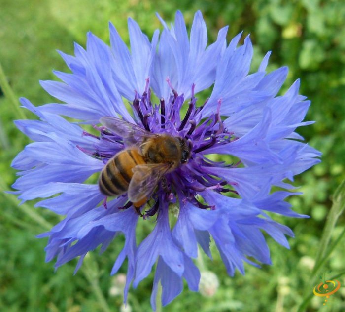 Wildflower Mix seed scatter with colorful annual wildflowers and a honeybee pollinating flowers in a garden scene