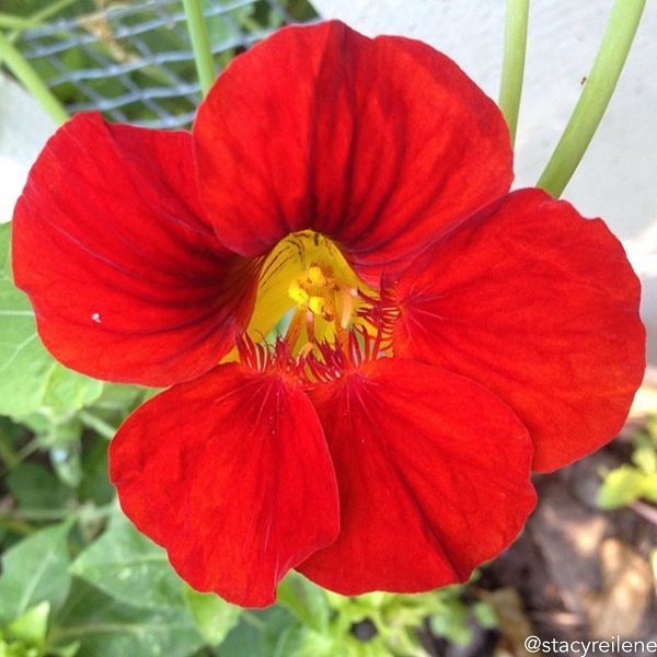 Wildflower mix by SeedsNow featuring hummingbird and butterfly attractant scatter garden seed mix with colorful wildflowers.