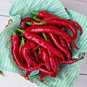 Pepper (Hot) - Cayenne, Red π₯π₯π₯ - SeedsNow.com