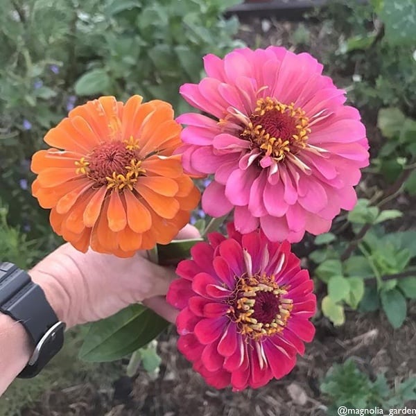 Wildflower mix by SeedsNow featuring vibrant red wildflowers and diverse seeds for garden planting.