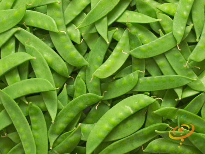 Close-up of fresh Oregon Sugar Pod peas with vibrant green pods