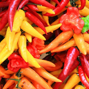 Pepper (Hot) - Santa Fe Grande ๐ฅ - SeedsNow.com