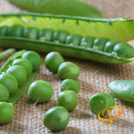 Close-up of fresh green peas and open pea pods for Progress No. 9 seeds
