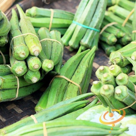Bundles of fresh Dwarf Long Pod okra with dark green, elongated pods tied with rubber bands.