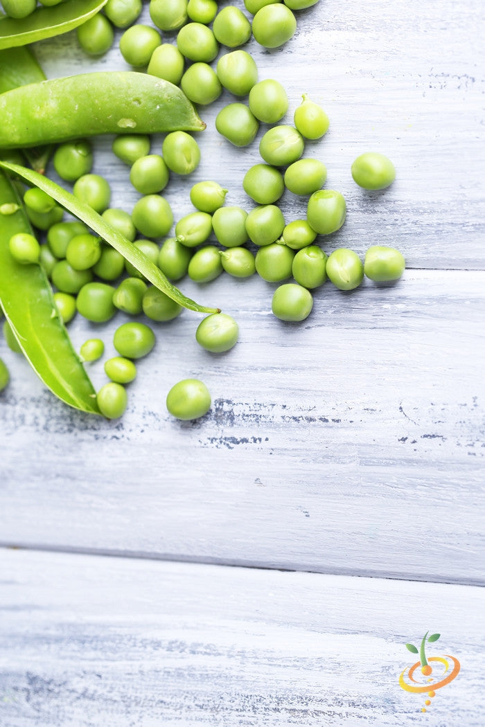 Fresh Cascadia Sugar snap pea plant with vibrant green pods, grown by SeedsNow, ready for harvest.