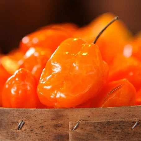 Pepper (Hot) - Habanero, Orange π₯π₯π₯π₯ - SeedsNow.com
