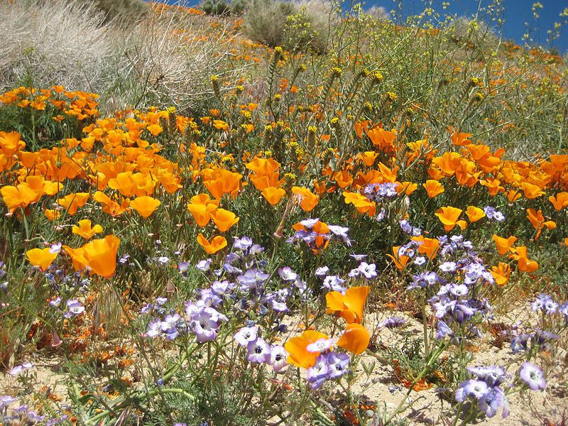 California native wildflower mix from SeedsNow, featuring colorful wildflowers blooming at California Poppy Reserve.
