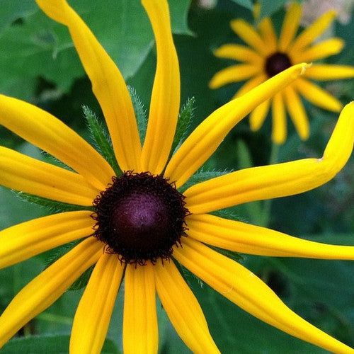 Shop the All-Perennial Wildflowers Scatter Garden Seed Mix online from the USA. Enjoy a variety of 16 perennial flower varieties for multiple years in your garden.
