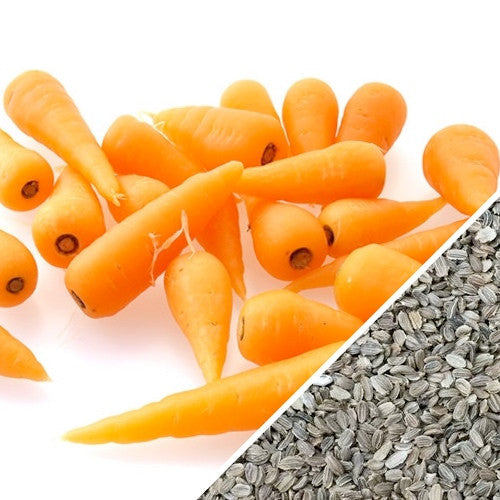 Fresh orange Chantenay carrots and carrot seeds for home gardening or market growing
