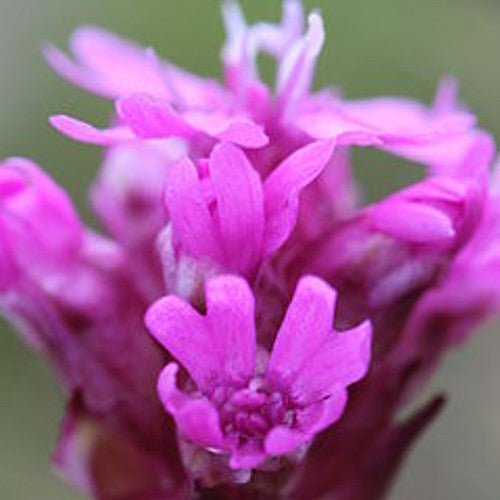 Purchase Forever Pink Wildflowers Scatter Garden Seed Mix online from USA and enjoy a vibrant variety of pink flowers from 9 seed varieties. Easy-to-plant garden mix!
