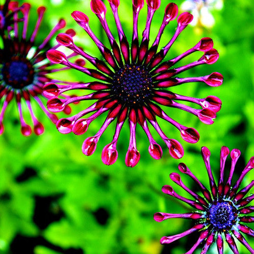 Shop Buy Exotic Mountain Wildflowers Scatter Garden Seed Mix Online from USA for vibrant wildflower varieties at elevations above 7,000 feet!