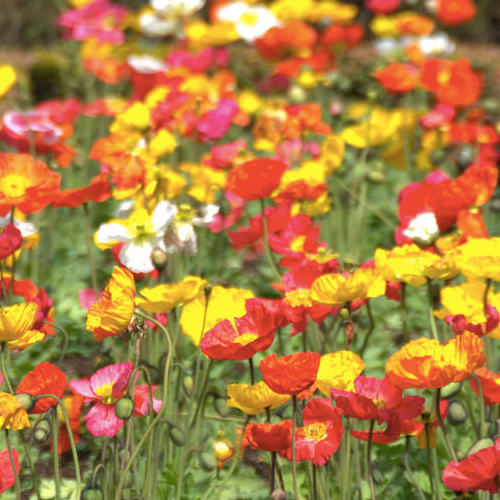 Colorful wildflowers blooming in a partial shade garden with red, yellow, orange, and pink petals