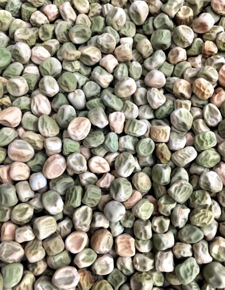 Fresh Cascadia Sugar Snap Pea Seeds from SeedsNow, showing vibrant green pea seeds in a clear container.