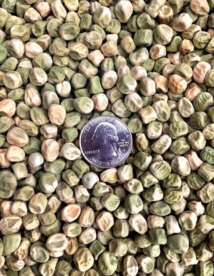 Fresh Cascadia Sugar Snap Pea seeds by SeedsNow, showing vibrant green seeds and pods ready for planting.
