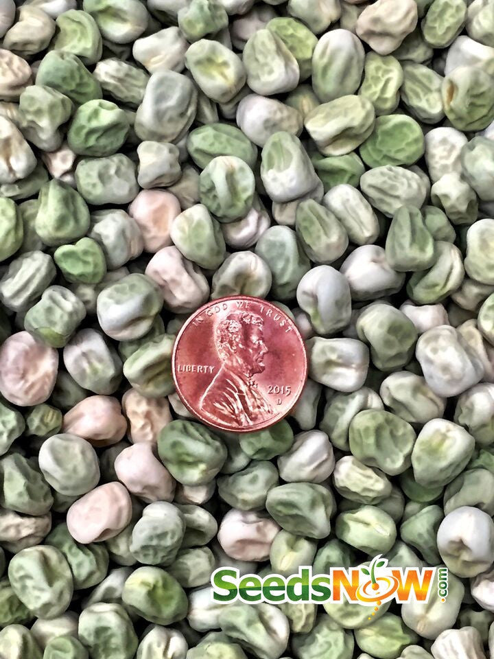 Close-up of Progress No. 9 pea seeds with a penny for size comparison