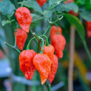 Pepper (Hot) - Ghost Chili/Bhut Jolokia π₯π₯π₯π₯π₯π₯π₯΅ (HYBRID) - SeedsNow.com