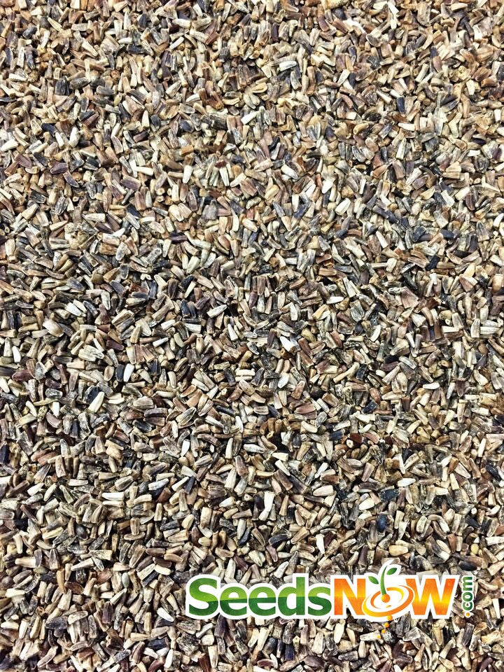 Radicchio Classic Red Italian chicory seeds close-up on seedsnow background