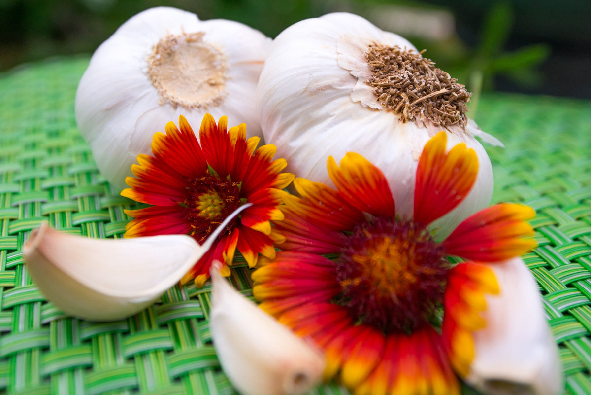 Organic Nootka Rose soft neck garlic bulb from SeedsNow-Garlic, showing white cloves and green stems on a rustic background.