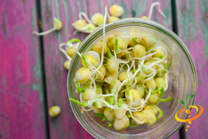 Close-up of organic green pea sprouts with white roots and small green leaves in a glass jar on a purple wooden surface