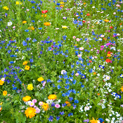 Order the All Annual Scatter Garden Wildflower Seed Mix online from USA. Includes 21 annual flower varieties for a colorful garden, best planted in spring or fall.
