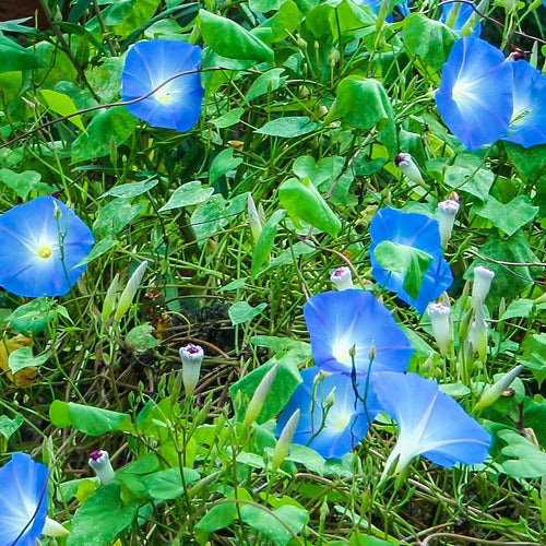 Purchase Blues Brothers Wildflowers Seed Mix online from USA to grow beautiful blue flowers. Learn planting tips and see the included varieties for stunning garden displays.