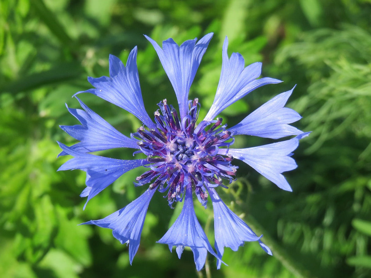 Wildflower mix featuring blue cornflowers and wild blooms from SeedsNow's Blues Brothers Seed Mix.