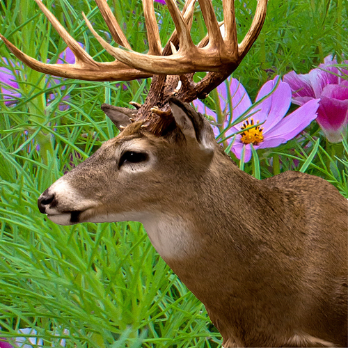 Order Deer Resistant Scatter Garden Wildflowers Seed Mix Online from USA to include 22 deer-resistant flower varieties for your garden.