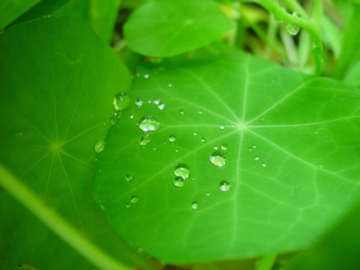 Dwarf Jewel Mix Nasturtium flower seeds from SeedsNow, showing colorful young nasturtium seedlings and vibrant flower buds.