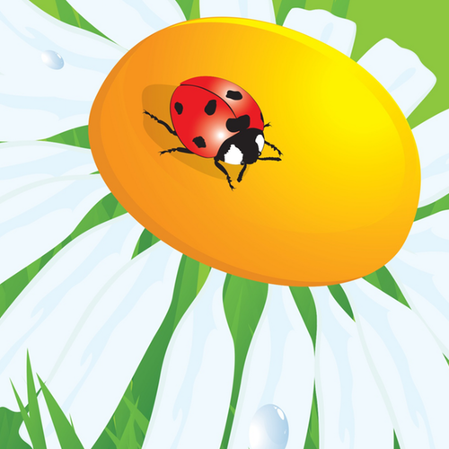 Ladybug resting on colorful wildflowers from SeedsNow Beneficial Insect Garden Seed Mix wildflower blend.