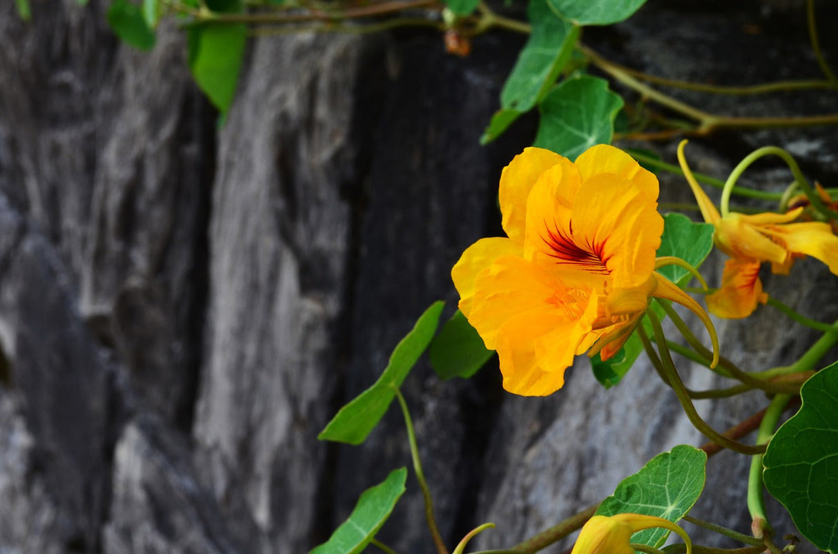 Peach Melba Nasturtium flower seeds from SeedsNow, showing vibrant orange and red blooms on green foliage.
