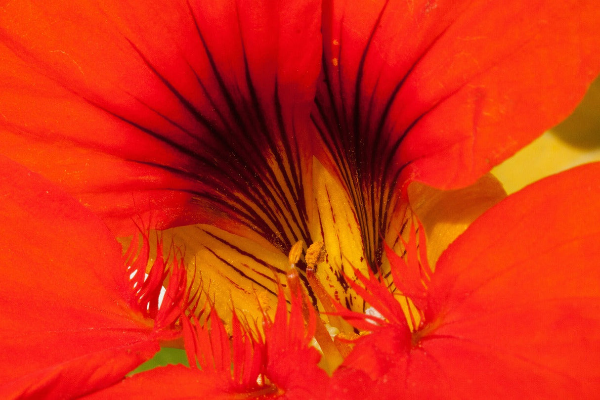 Nasturtium Alaska Mix flower seeds shown in a packet, featuring vibrant, colorful blooms of the Nasturtium plant.
