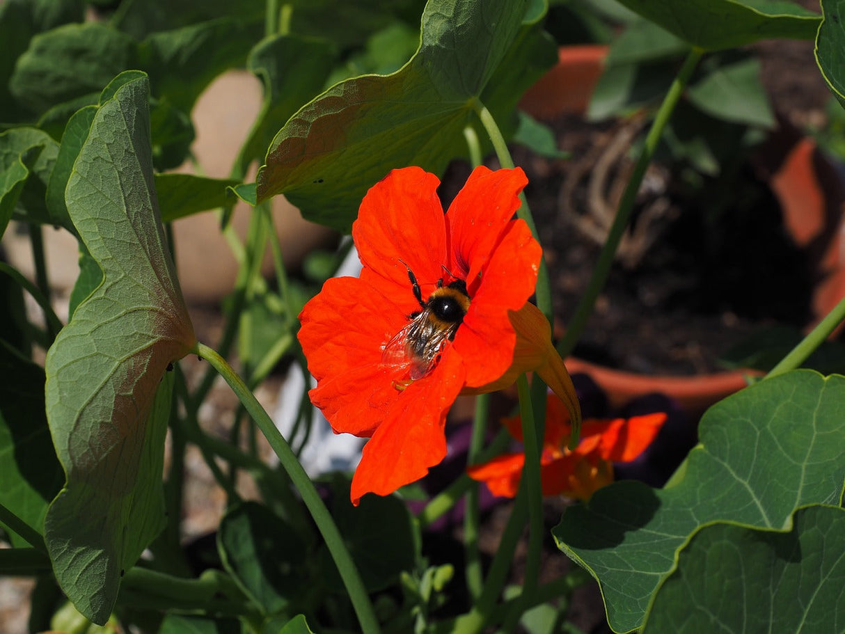 Bright yellow and orange Empress of India Nasturtium flower blooms from SeedsNow seed packet, vibrant garden flower in full display