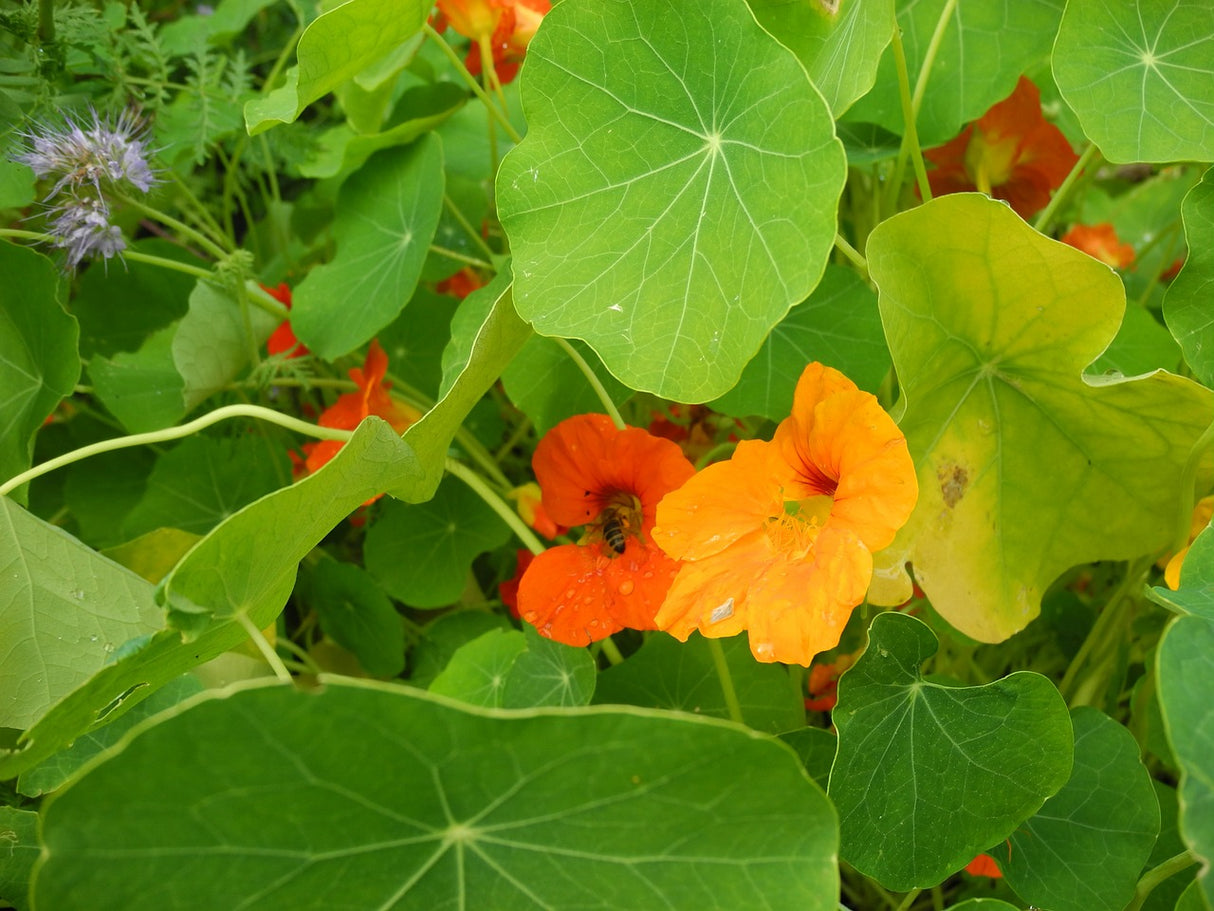 Bright yellow and orange Nasturtium Glorious Gleam flower blooms, shown growing in a garden, from SeedsNow.