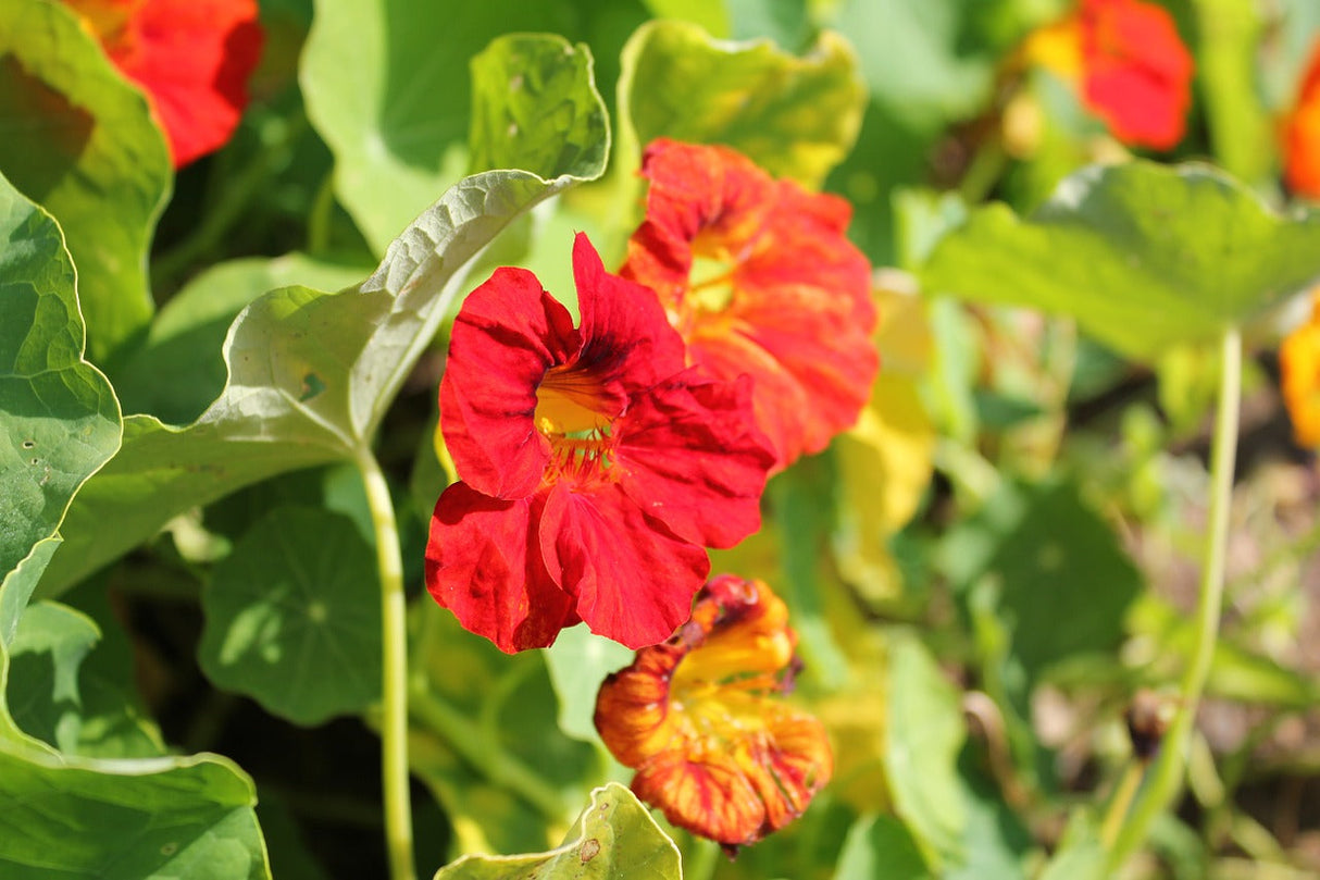 Bright nasturtium Glorious Gleam flower blooming, vibrant orange and yellow petals, grown from SeedsNow seed packet.