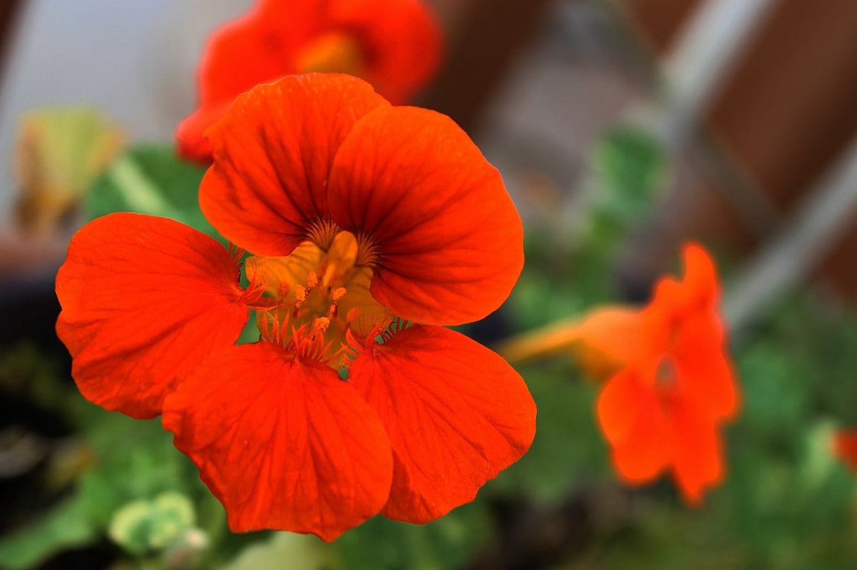 Nasturtium Empress of India flower seeds in a packet, vibrant green leaves and colorful blooms visible in the image.