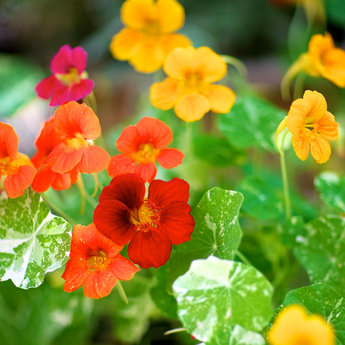Colorful Nasturtium Alaska Mix flower seeds from SeedsNow, showcasing vibrant blooms and lush green foliage.