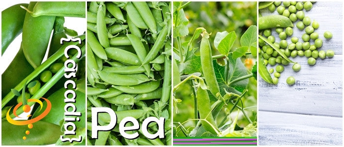 Cascadia Sugar snap pea seeds from SeedsNow, showing vibrant green pea pods and lush foliage in a close-up image.
