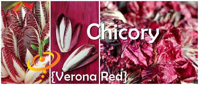 Chicory Verona Red fresh red cabbage-like heads and leaves close-up collage