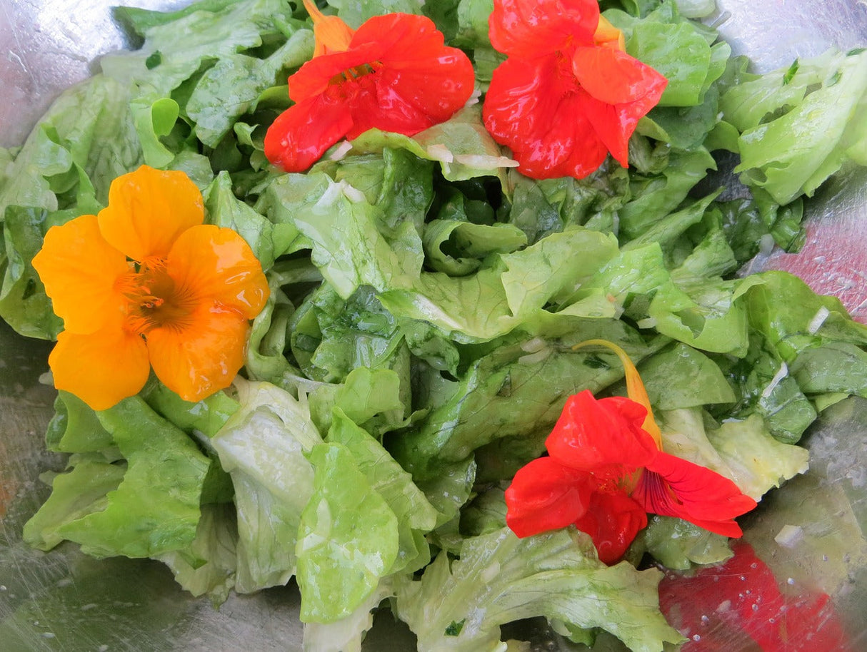 Nasturtium Tall Trailing Mix flower seeds from SeedsNow, showing vibrant, trailing edible flowers perfect for salads and garden displays.