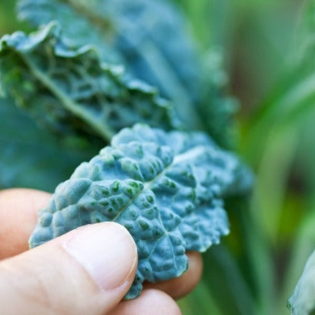 Lacinato kale seeds from SeedsNow, also known as Dinosaur kale, displayed on a white background.