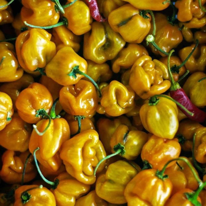 Pepper (Hot) - Habanero, Lemon π₯π₯π₯π₯ - SeedsNow.com